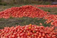 Productores de tomate en Corrientes siguen tirando su cosecha